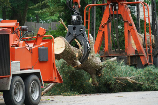 Best Lawn Disease Treatment  in New Ulm, MN